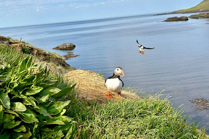 1 Hour Iceland Nature and Wildlife RIB Small Group Guided Safari - Seals, harbor sights, and the extra moments you might get