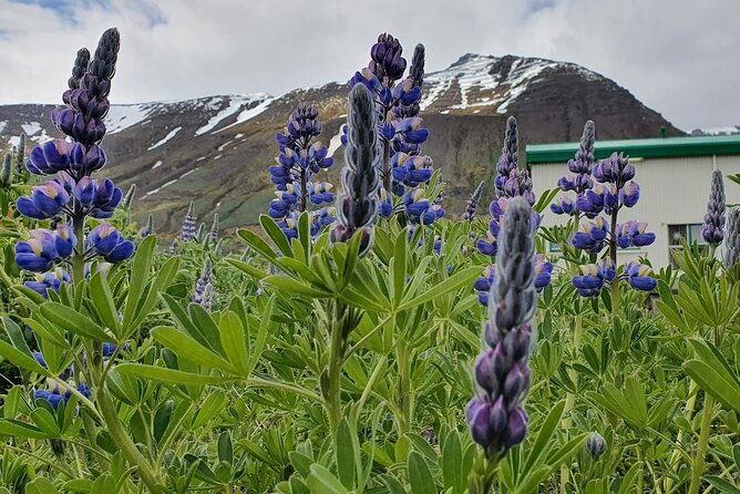 1-Hour Siglufjörður Stroll - Stop-by-Stop Breakdown: How the One-Stop Format Works