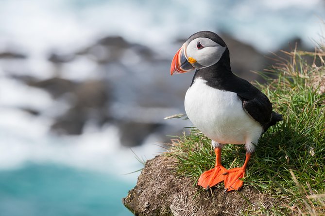 1-Hour Small Group Sightseeing Boat Tour in Vestmannaeyjar - Why the 12-person cap changes the whole experience