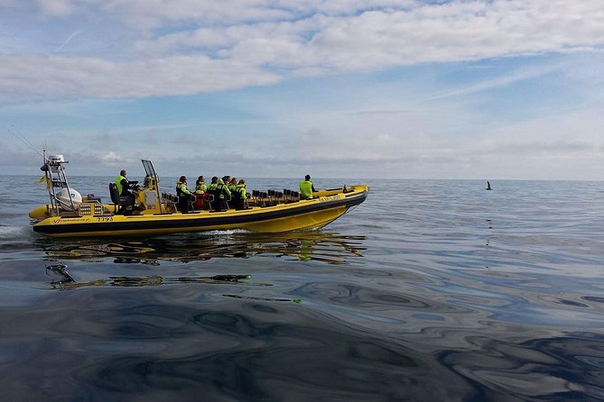 1-Hour Small Group Sightseeing Boat Tour in Vestmannaeyjar - Meeting point, timing, and what to do when you arrive