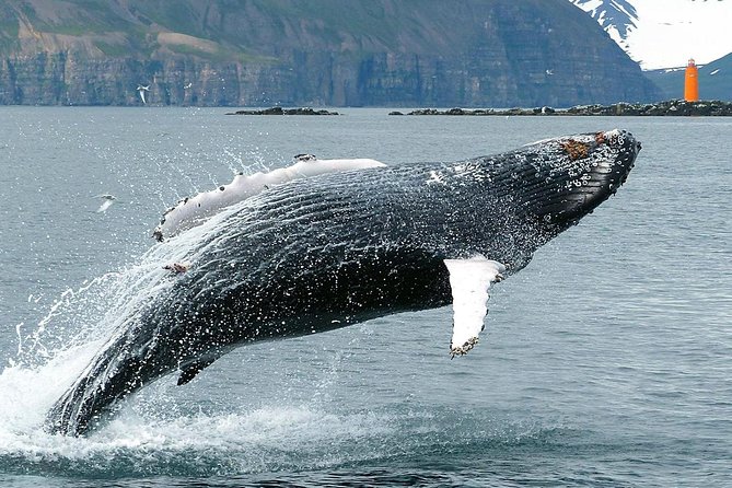 100% Whale Watching - What You Can Actually Spot: Humpbacks, Minke, Dolphins, and With Luck Orcas