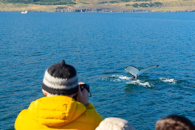 100% Whale Watching - Time on the Water: From Check-In to Whale Spotting and Back Again