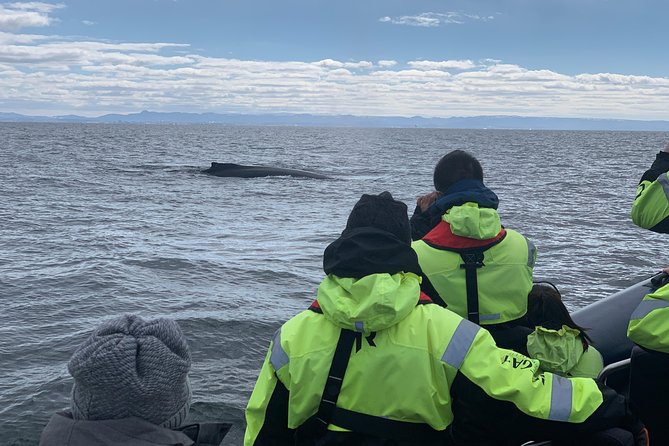 2-Hour RIB Boat Whale Watching Tour from Reykjavik - Old Harbour check-in, wet-weather gear, and why arriving early matters