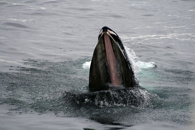 2-Hour RIB Boat Whale Watching Tour from Reykjavik - Comfort, safety, and who should avoid this kind of RIB ride