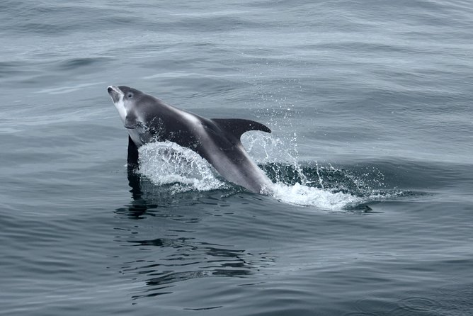 2-Hour RIB Boat Whale Watching Tour from Reykjavik - Price and value: is $189.87 really fair for 2 hours?