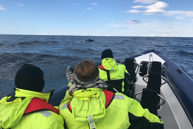 2-Hour RIB Boat Whale Watching Tour from Reykjavik - Should you book this RIB whale watching from Reykjavík?