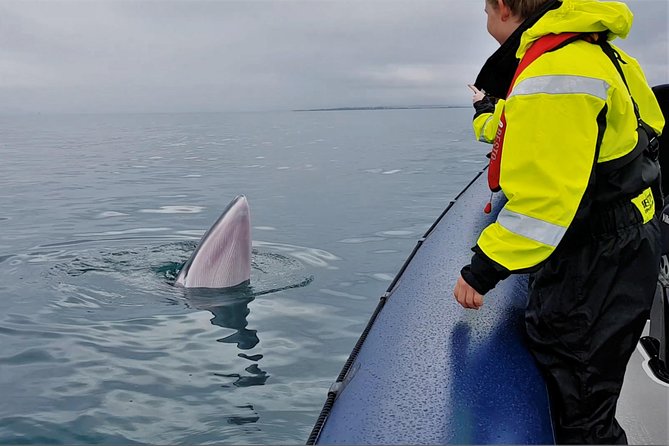2-Hour RIB Boat Whale Watching Tour from Reykjavik - Entering the RIB: 12m speed, suspension seats, and what that really changes