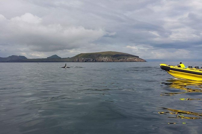 2 hour Round Trip in Vestmannaeyjar on a RIB Boat - Súlnasker Gannet Island and Farther-Out Stops