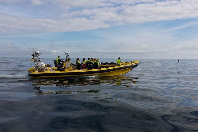 2 hour Round Trip in Vestmannaeyjar on a RIB Boat - Price, Group Size, and Value for a 2-Hour Round Trip