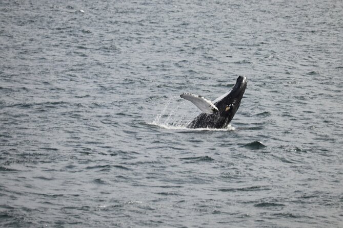 2 Hours Whale Watching Express Adventure - Key highlights to know before you go