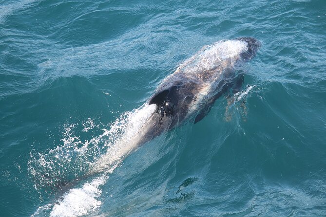 2 Hours Whale Watching Express Adventure - Heated cabins, seasickness support, and onboard WiFi that actually helps