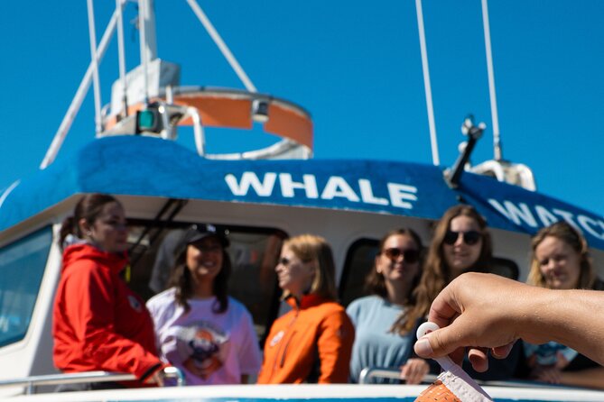 2 Hours Whale Watching Express Adventure - What you are really trying to spot: whales, dolphins, and the cues in between
