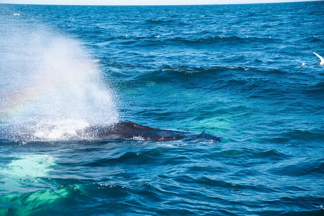 2 Hours Whale Watching Express Adventure - The free return ticket if there are no whale sightings