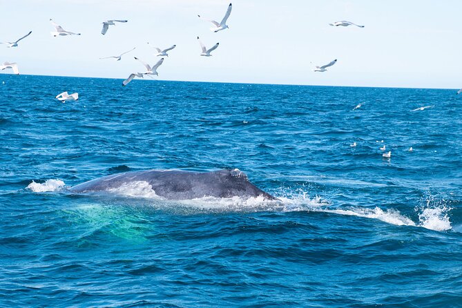 2 Hours Whale Watching Express Adventure - What the $98 price covers, and why it feels fair for Reykjavik