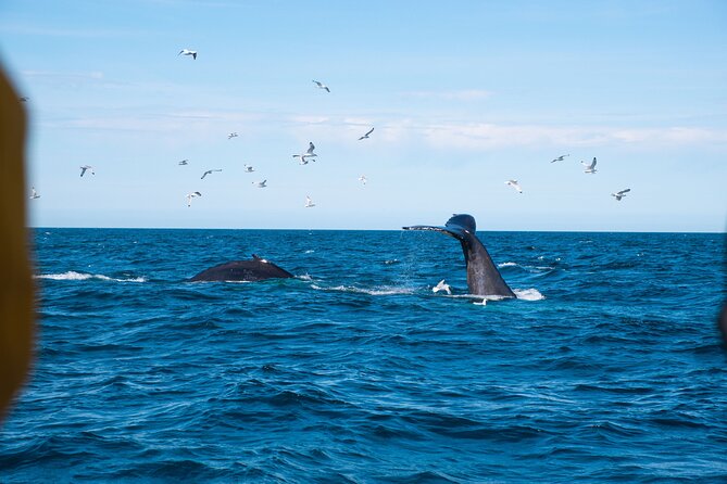 2 Hours Whale Watching Express Adventure - Who should book this Reykjavik whale watching express