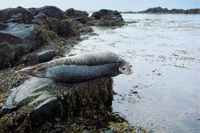 4 Hour Isafjordur and Dynjandi Tour With Photo Stops - Key highlights worth planning around