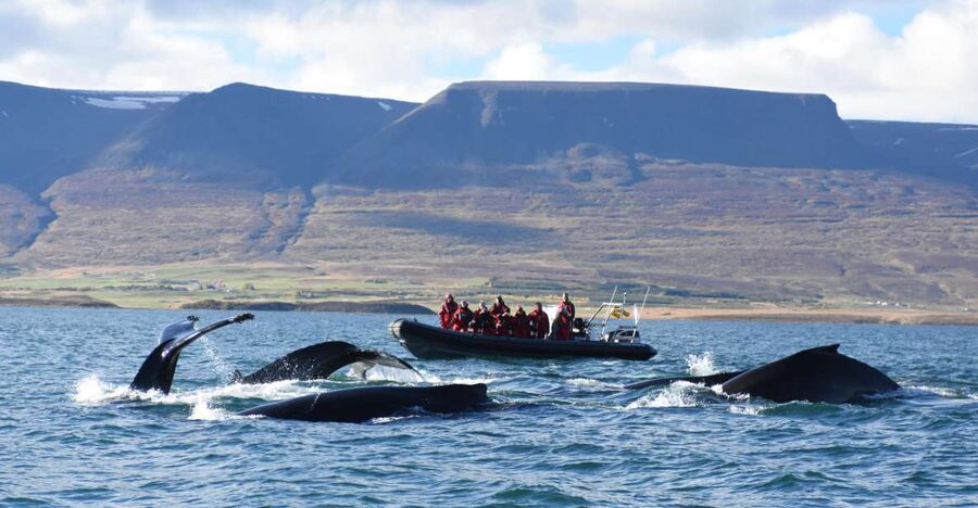 Akureyri: 2-Hour Whale Watching Express by RIB Speedboat - Key highlights at a glance