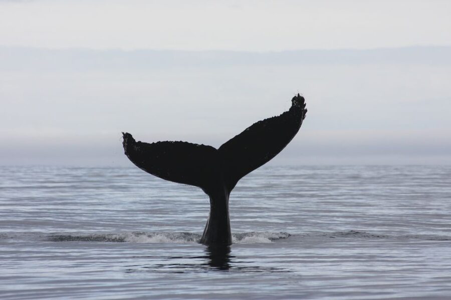 Akureyri: 2-Hour Whale Watching Express by RIB Speedboat - Price and Value: Is $200 Worth a 2-Hour RIB Express?