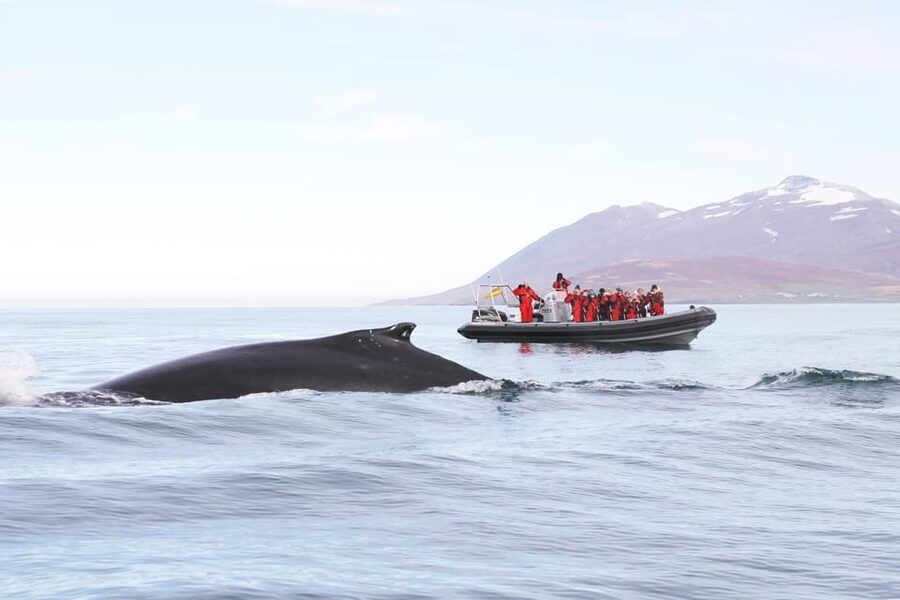 Akureyri: 2-Hour Whale Watching Express by RIB Speedboat - The 2-Hour Plan: What Happens From Launch to Dock