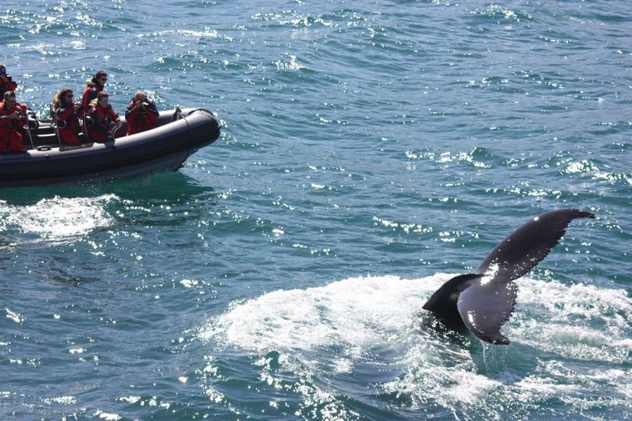 Akureyri: 2-Hour Whale Watching Express by RIB Speedboat - RIB Speed vs. Big Boats: Why You Get More Whale Time