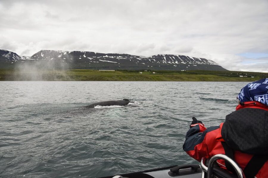 Akureyri: 2-Hour Whale Watching Express by RIB Speedboat - Birds, Dolphins, and the Stuff You Notice After the First Whale