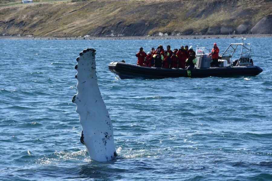 Akureyri: 2-Hour Whale Watching Express by RIB Speedboat - What to Do If You Get Wet, Cold, or Motion-Sick