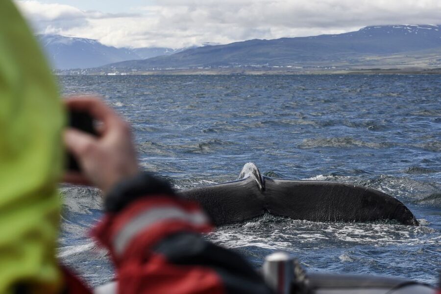 Akureyri: 2-Hour Whale Watching Express by RIB Speedboat - Getting Ready: Overalls, Gloves, Goggles, and What You Bring Yourself