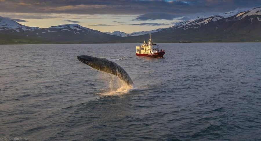 Akureyri: 3-Hour Classic Whale Watching Tour by Ship - Key things to know before you go
