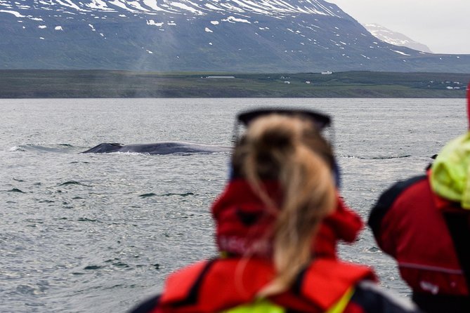 Akureyri Express Whale Watching by RIB boat - Key things to know before you go