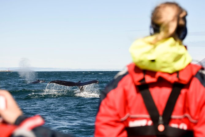 Akureyri Express Whale Watching by RIB boat - Express RIB whale watching that actually fits your Akureyri day