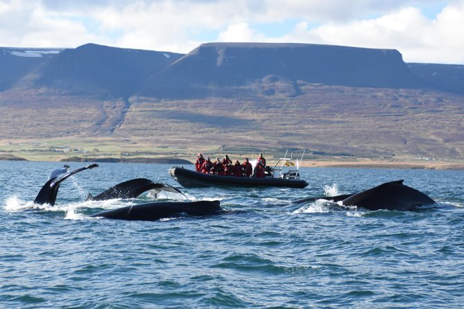 Akureyri Express Whale Watching by RIB boat - Meeting at Elding Whale Watching, and the gear you will use immediately