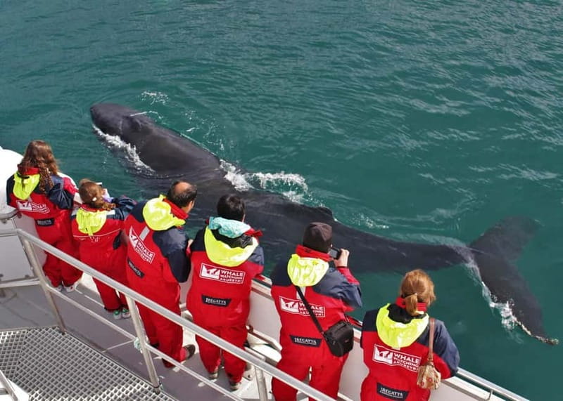 Akureyri: Food Walk and Whale Watching Tour - The 3-Hour Akureyri Food Walk: Five Restaurants and Real Icelandic Staples