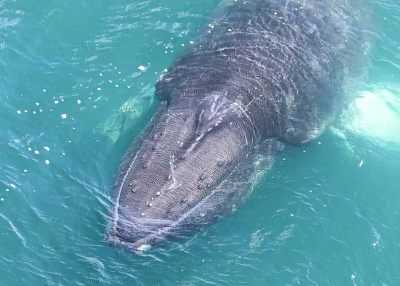 Akureyri: Food Walk and Whale Watching Tour - Practical Tips So Your Day Goes Smoothly