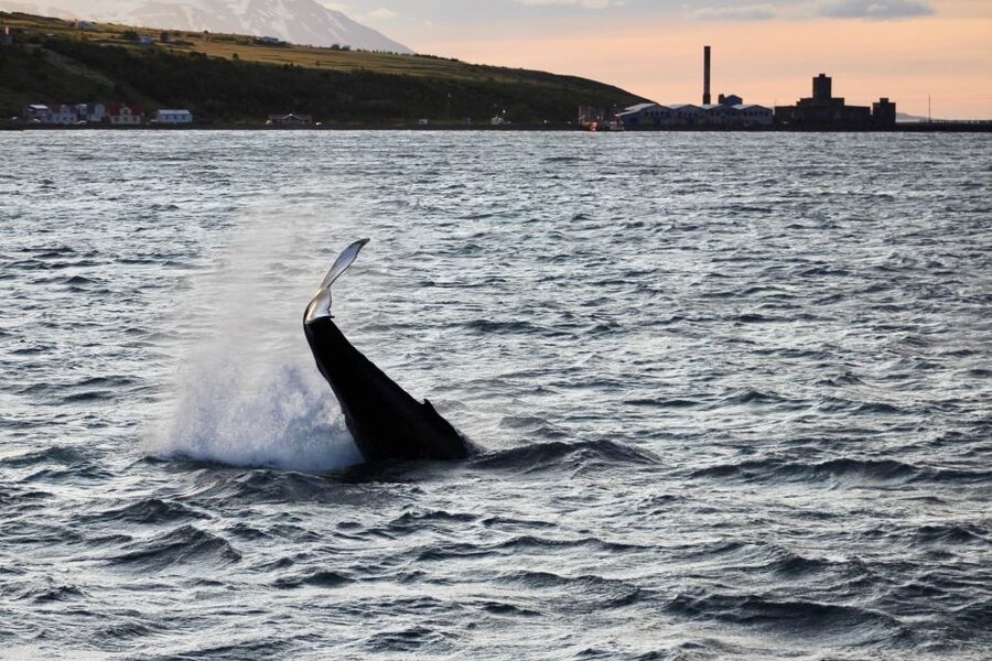 Akureyri: Whale Watching in the Midnight Sun - The boat experience: heated cabins, big windows, and thermal overalls