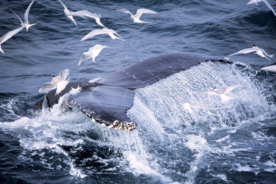 Akureyri: Whale Watching in the Midnight Sun - What you actually do during the cruise (2.5 to 3.5 hours on Eyjafjörður)