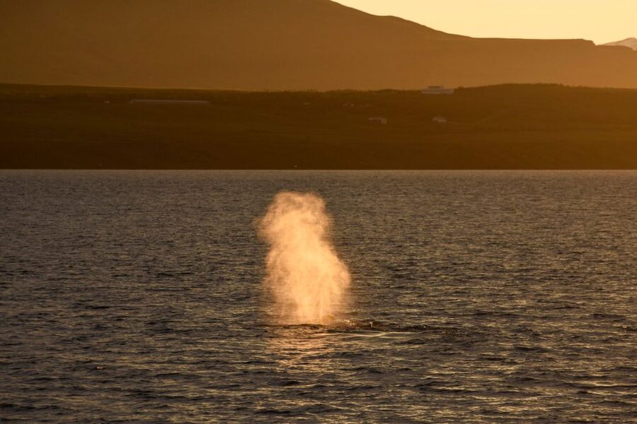 Akureyri: Whale Watching in the Midnight Sun - Midnight sun payoff: why the timing is special