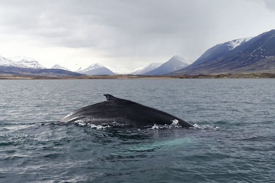 Akureyri: Whale Watching in the Midnight Sun - Other wildlife, plus the reality of whale sightings