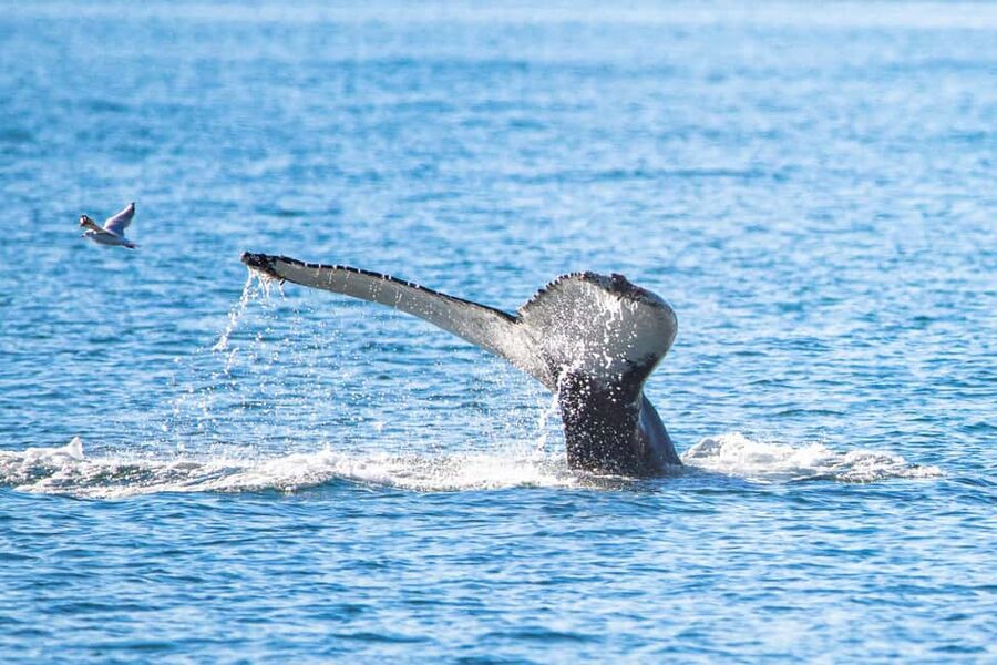 Akureyri: Whale Watching Tour with Transfer from Port - Why Akureyri Whale Watching Starts at Hauganes