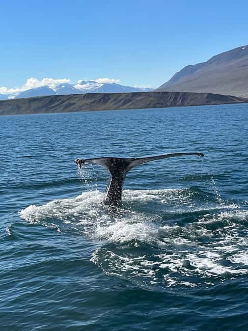 Akureyri: Whale Watching Tour with Transfer from Port - On the Water: Your 2.5 Hours Scanning for Whales