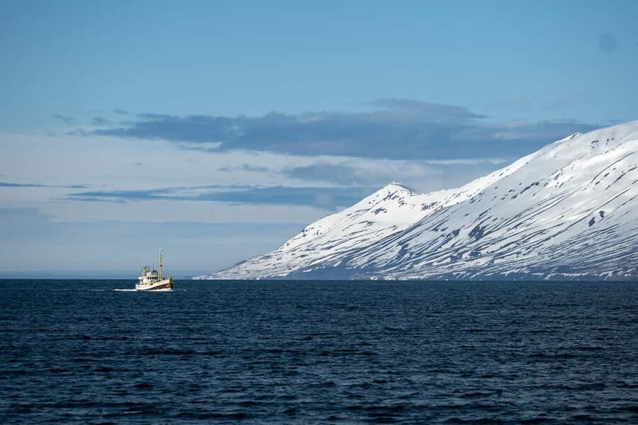 Akureyri: Whale Watching Tour with Transfer from Port - Species Chances in Eyjafjörður (and How to Read the Water)