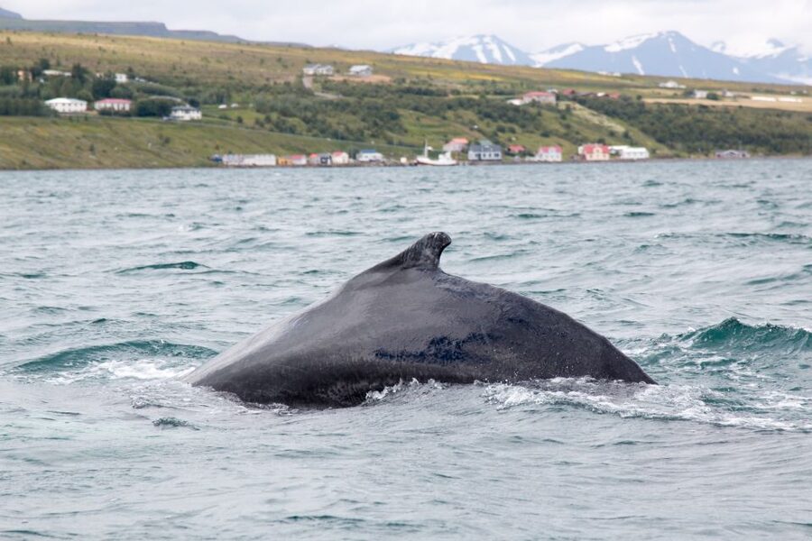 Árskógssandur: Whale-Watching Boat Trip - Key highlights you’ll feel on this cruise