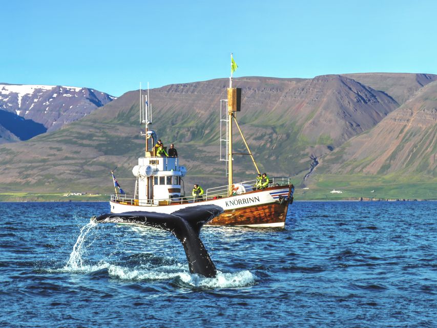 Árskógssandur: Whale-Watching Boat Trip - Why Árskógssandur is a smart base for Iceland whale watching