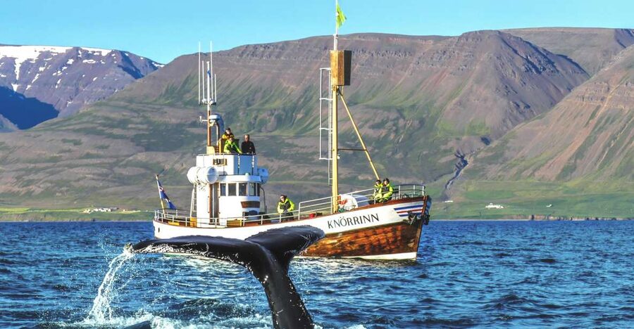 Árskógssandur: Whale-Watching Boat Trip - The 2.5-hour cruise: how the ride actually plays out