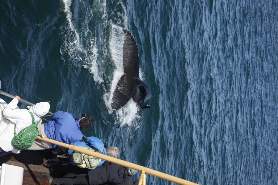 Árskógssandur: Whale-Watching Boat Trip - What you can see: whales, dolphins, and seabirds in Eyjafjörður