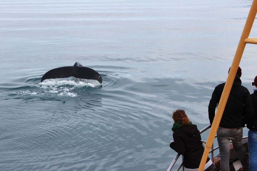 Árskógssandur: Whale-Watching Boat Trip - Price and value: is $96 actually fair for this kind of whale watch?