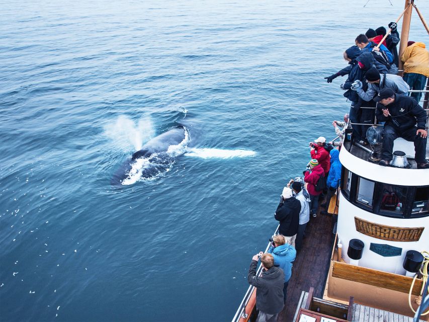Árskógssandur: Whale-Watching Boat Trip - Should you book Árskógssandur whale-watching?
