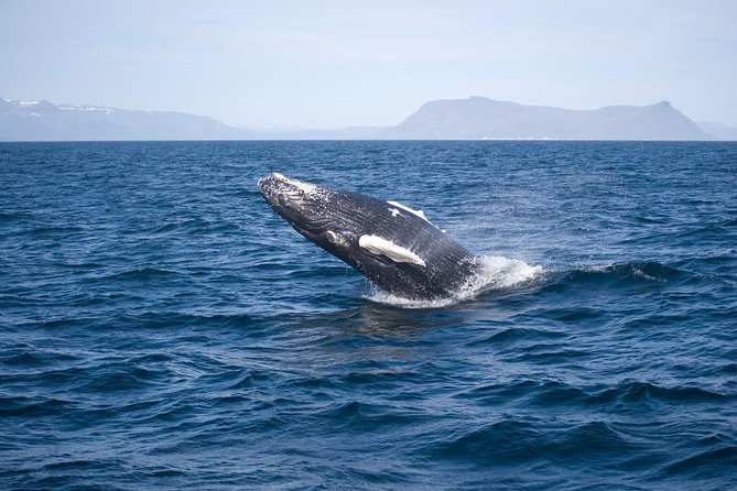 ATV & Whale Watching Full day adventure in Reykjavik - Wildlife exhibition access: learning that adds value before you spot animals