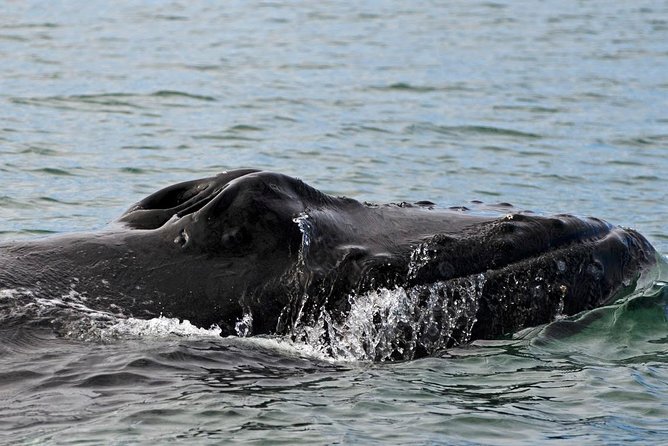 ATV & Whale Watching Full day adventure in Reykjavik - Price, value, and what you are really paying for