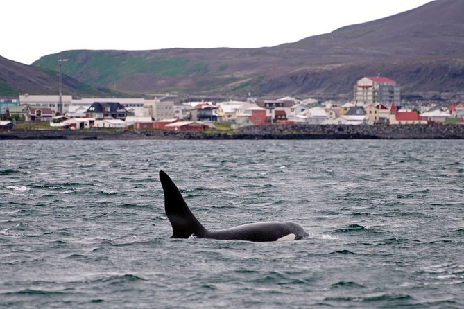 ATV & Whale Watching Full day adventure in Reykjavik - Who should book this ATV and whale day trip