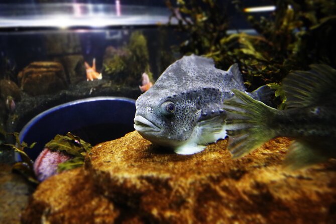 Beluga and Puffin Sanctuary Visitor Centre with Aquarium - Key highlights you can actually use